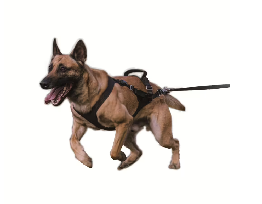 IQ Performance Pro - Click & Go