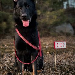 Alternative view of Spårflagga